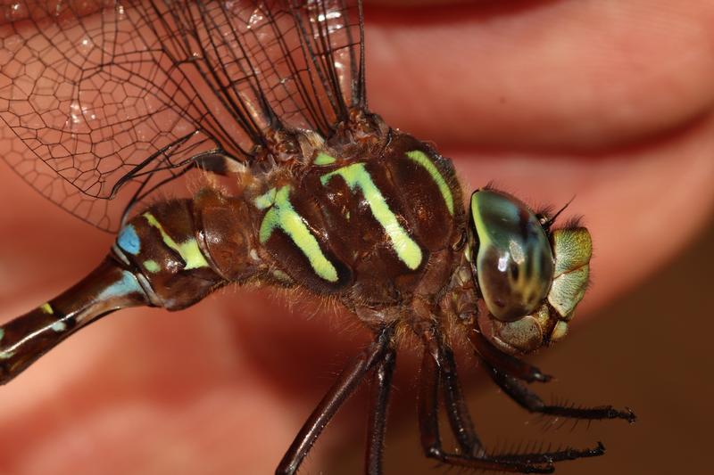 Photo of Shadow Darner
