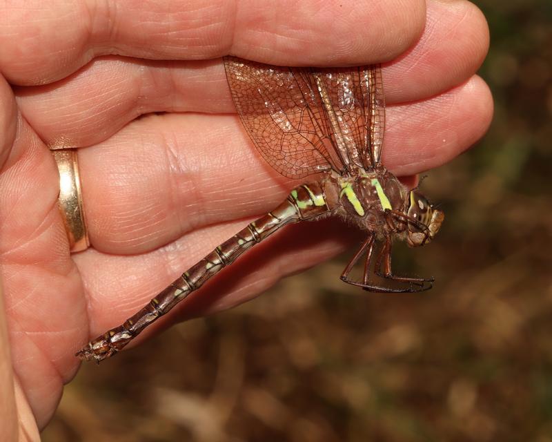 Photo of Shadow Darner