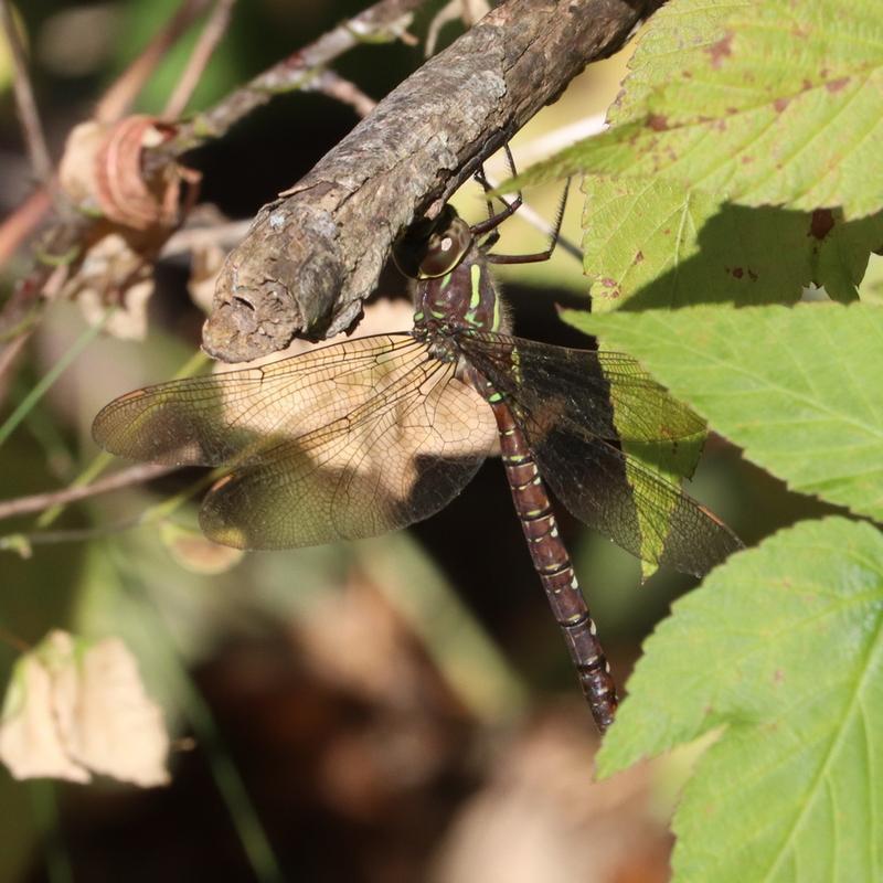 Photo of Shadow Darner