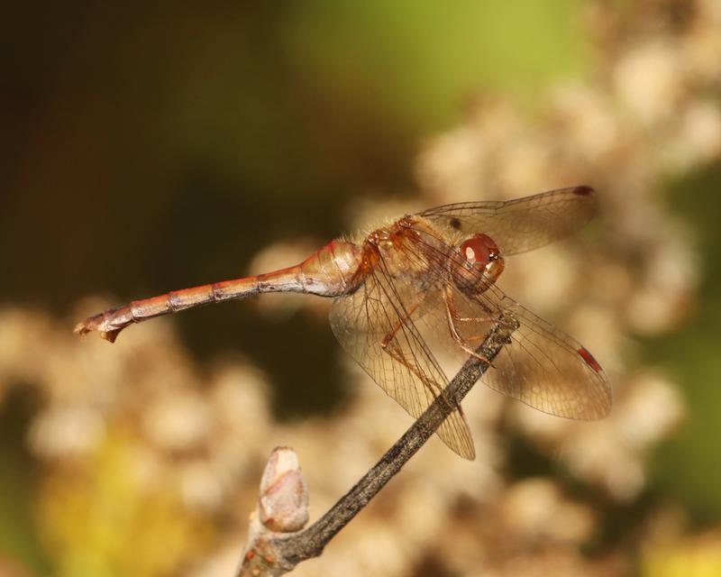 Photo of Autumn Meadowhawk