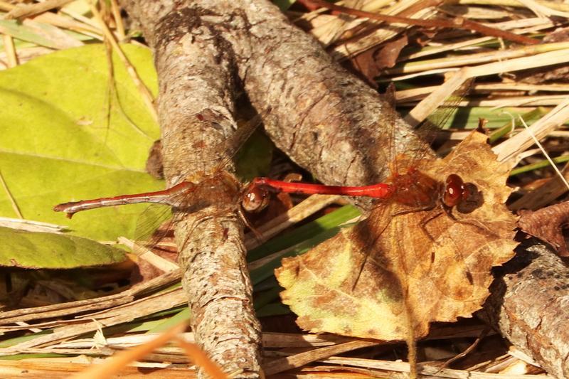 Photo of Autumn Meadowhawk