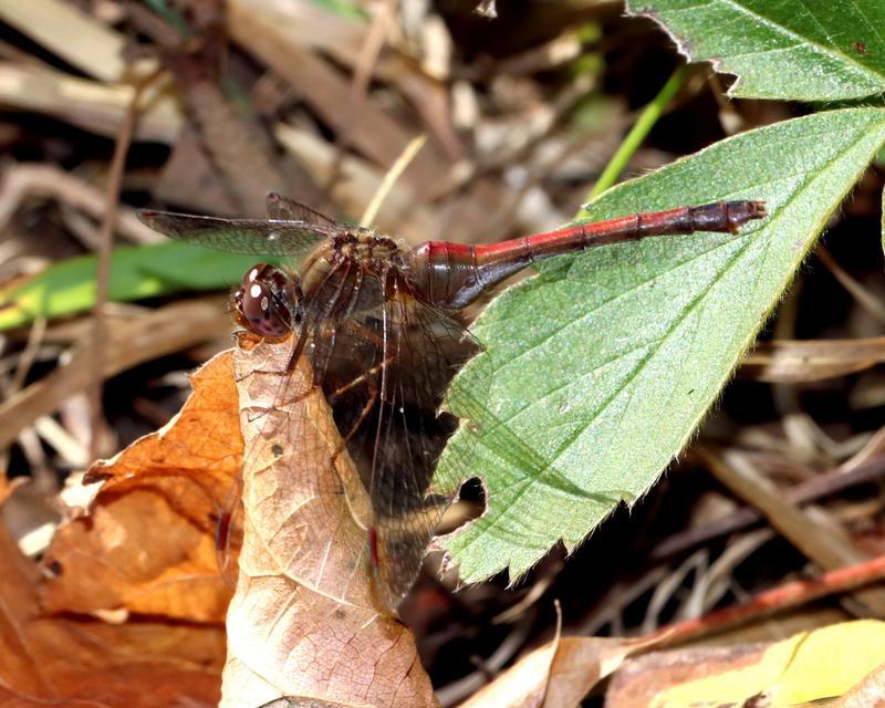 Photo of Autumn Meadowhawk