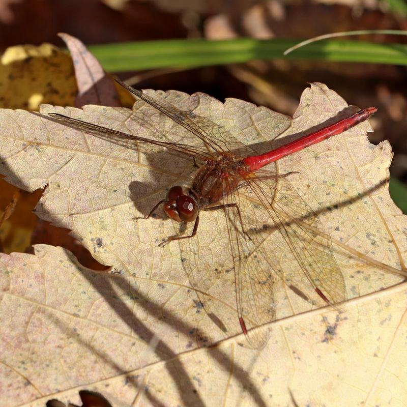 Photo of Autumn Meadowhawk