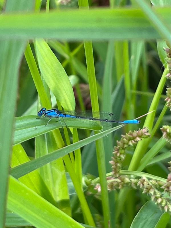 Photo of Azure Bluet