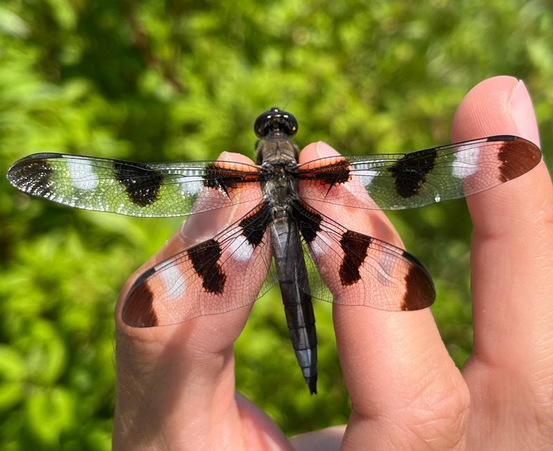 Photo of Twelve-spotted Skimmer