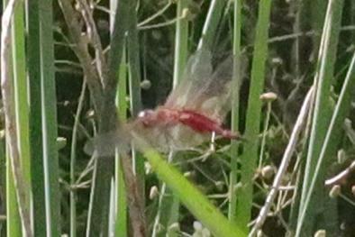 Photo of Striped Saddlebags