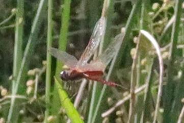 Photo of Striped Saddlebags
