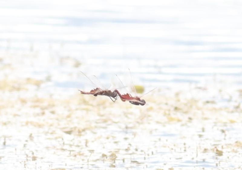 Photo of Red Saddlebags