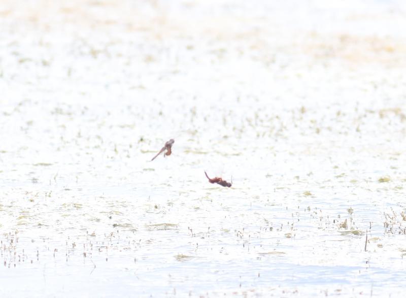 Photo of Red Saddlebags