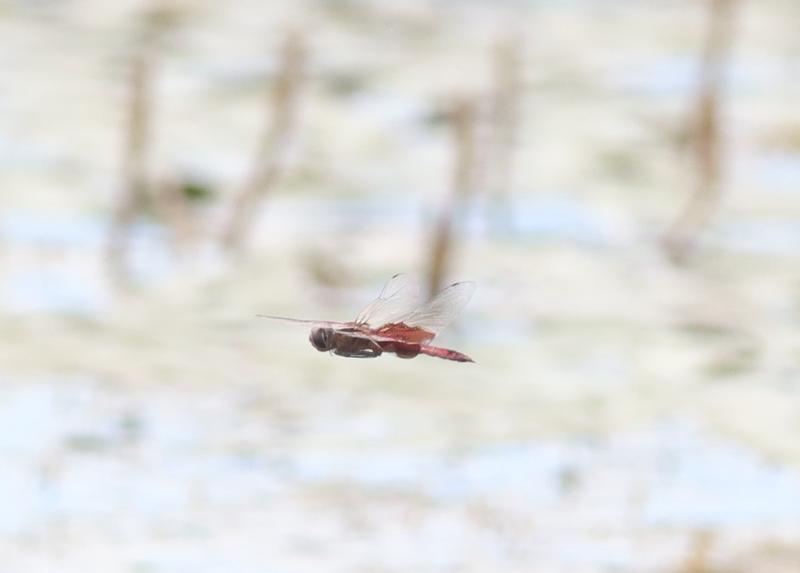 Photo of Red Saddlebags