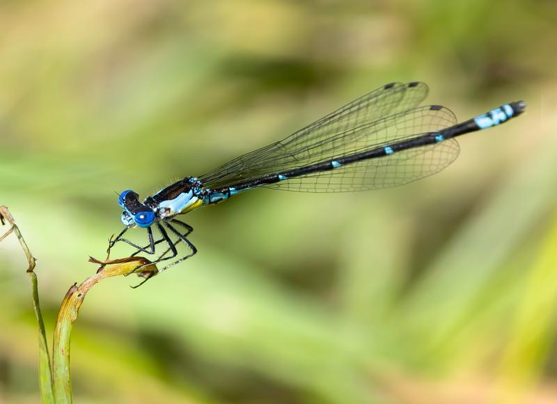 Photo of Aurora Damsel