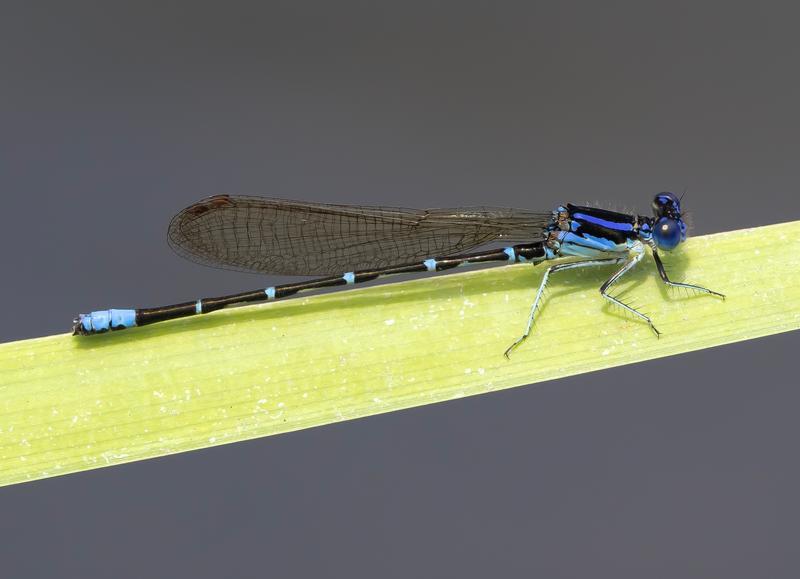 Photo of Blue-ringed Dancer