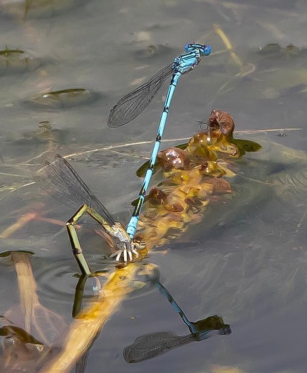 Photo of Double-striped Bluet