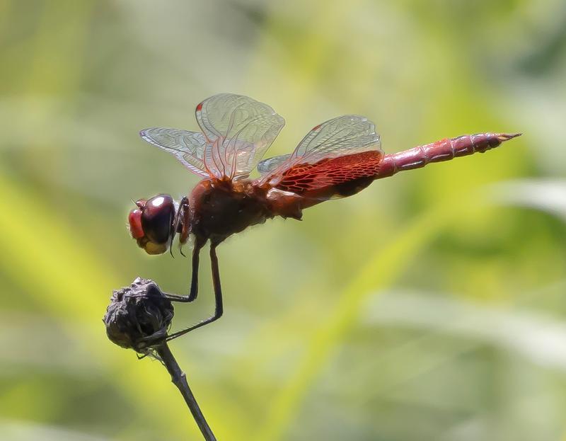 Photo of Red Saddlebags