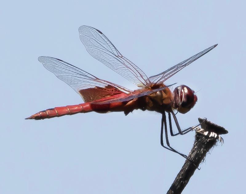 Photo of Red Saddlebags