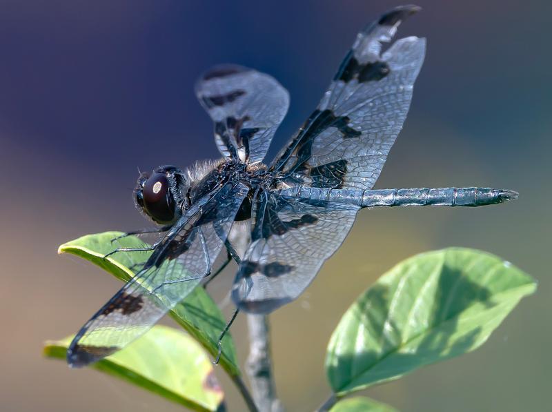 Photo of Banded Pennant