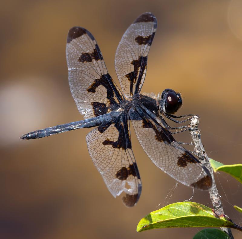 Photo of Banded Pennant