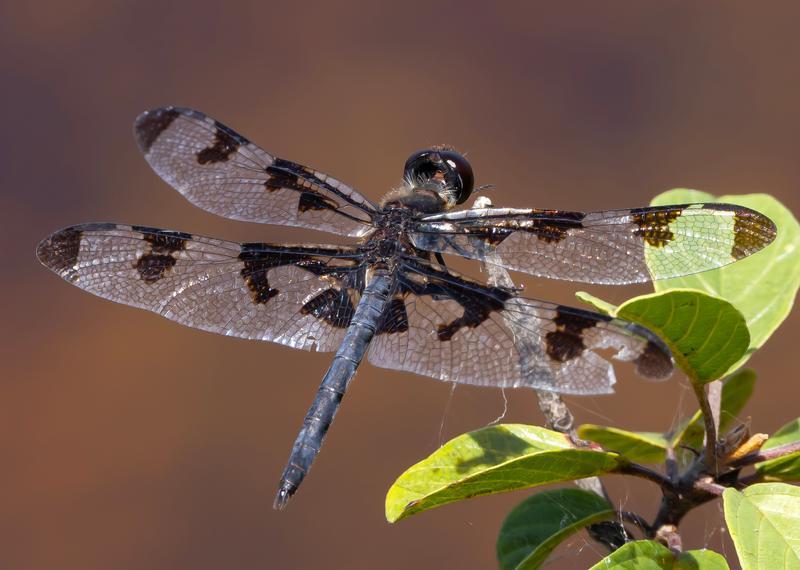 Photo of Banded Pennant