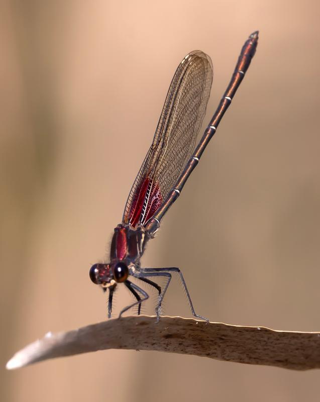 Photo of American Rubyspot