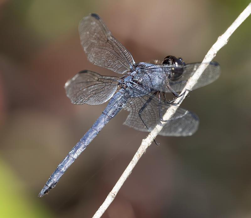 Photo of Slaty Skimmer
