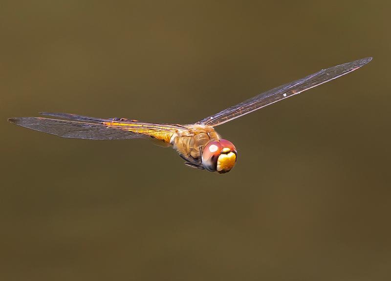 Photo of Wandering Glider