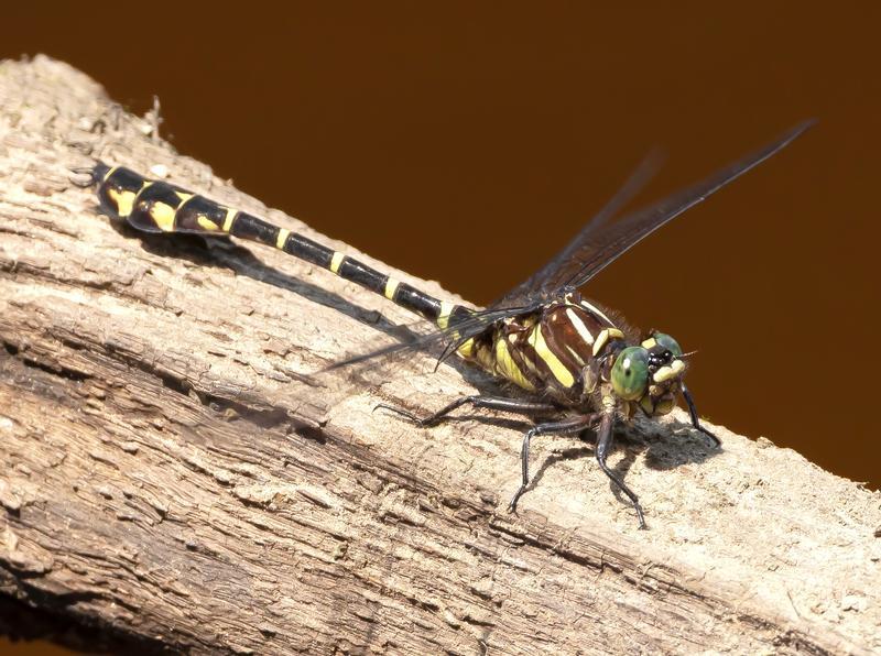Photo of Zebra Clubtail