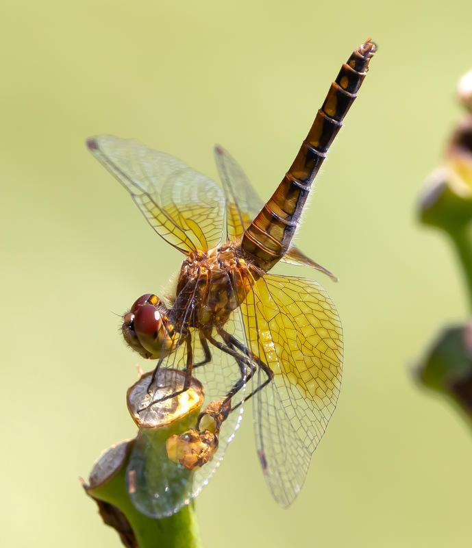 Photo of Band-winged Meadowhawk