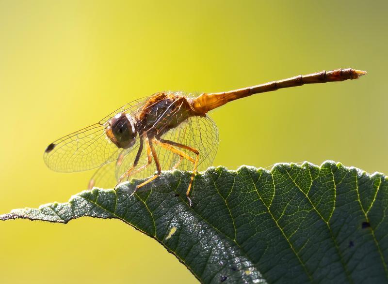 Photo of Autumn Meadowhawk