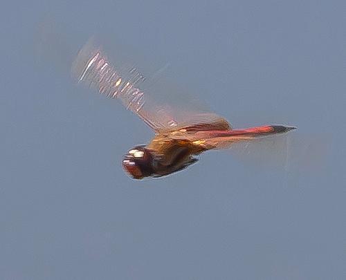 Photo of Striped Saddlebags