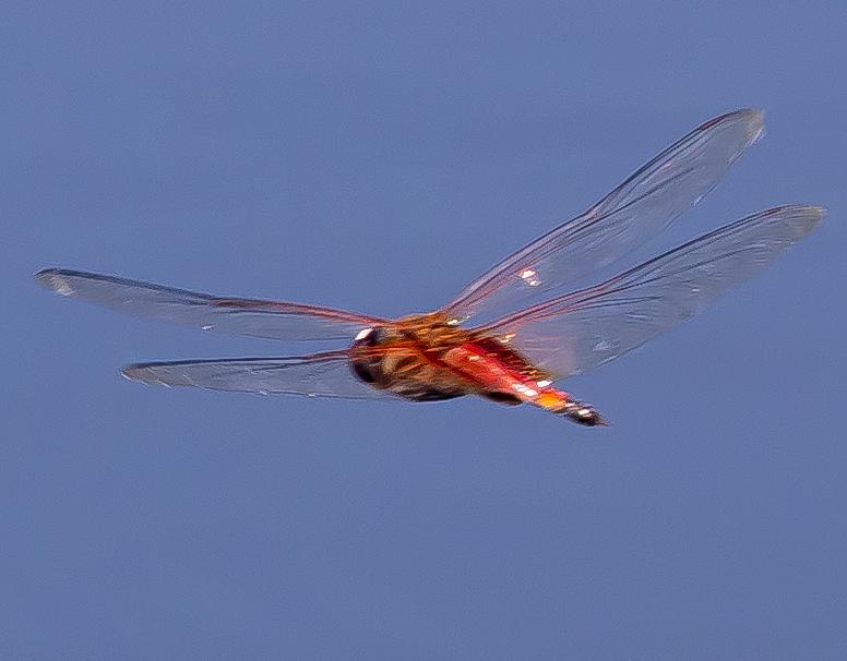 Photo of Striped Saddlebags