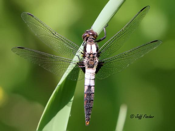 Photo of Chalk-fronted Corporal