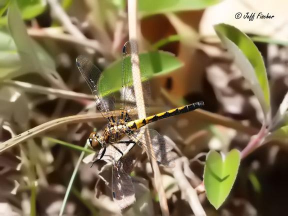 Photo of Hudsonian Whiteface