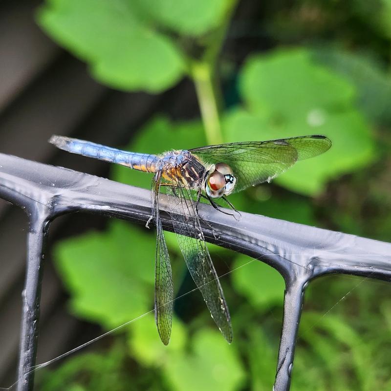 Photo of Blue Dasher
