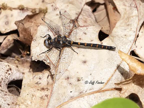 Photo of Ringed Boghaunter