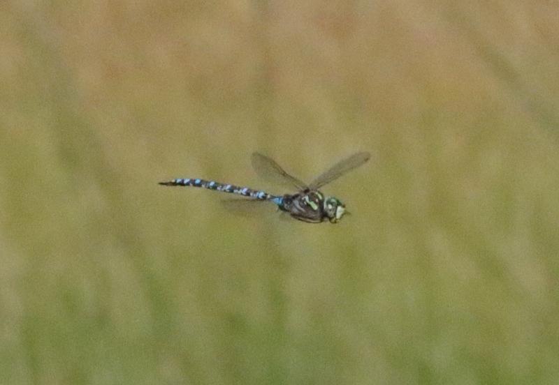 Photo of Canada Darner