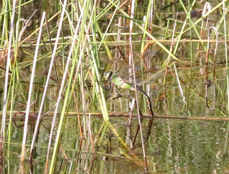 Photo of Common Green Darner