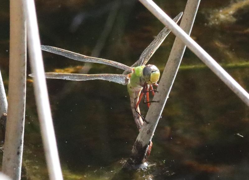 Photo of Common Green Darner