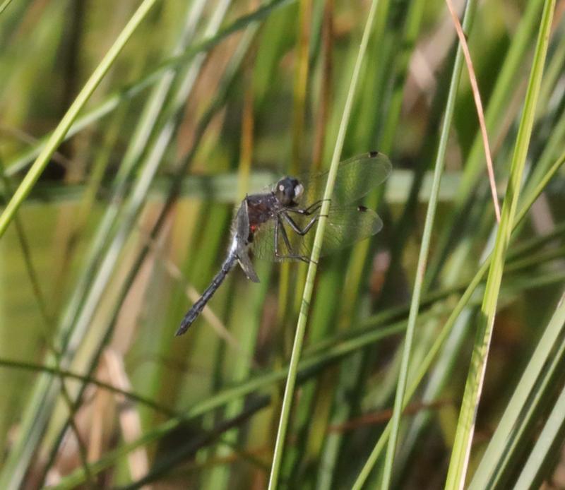 Photo of Frosted Whiteface