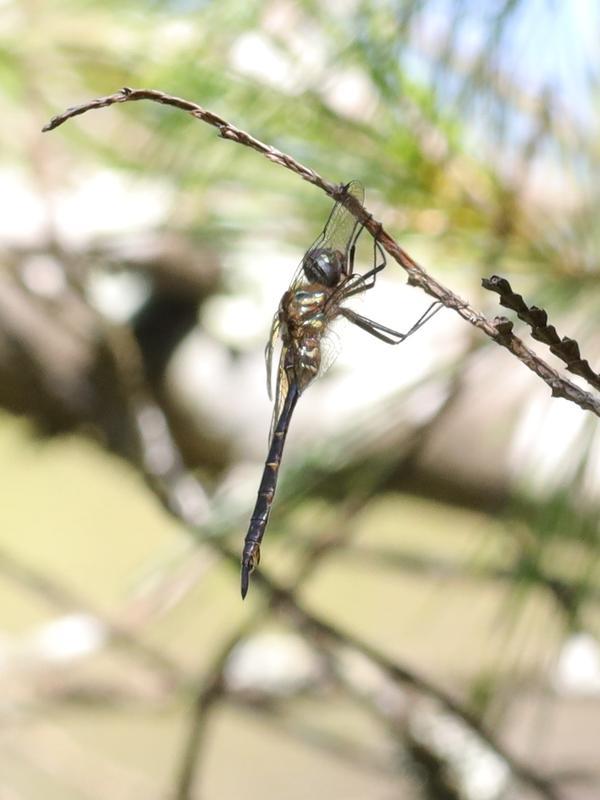 Photo of Brush-tipped Emerald