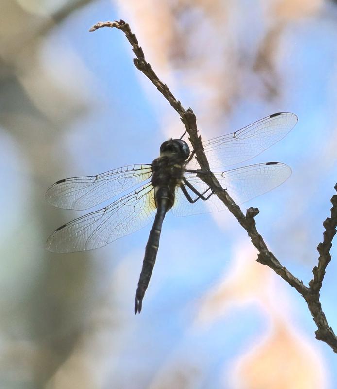 Photo of Brush-tipped Emerald