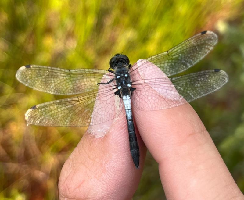 Photo of Frosted Whiteface
