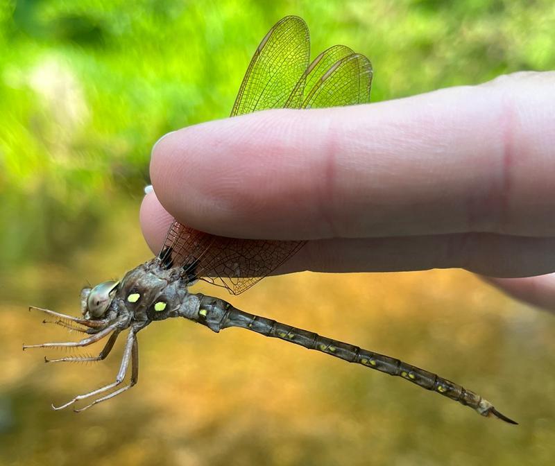 Photo of Fawn Darner