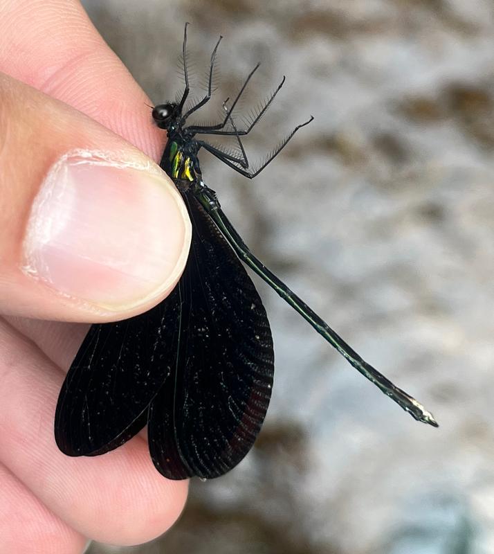 Photo of Ebony Jewelwing