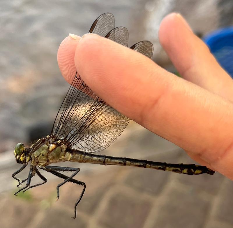 Photo of Black-shouldered Spinyleg