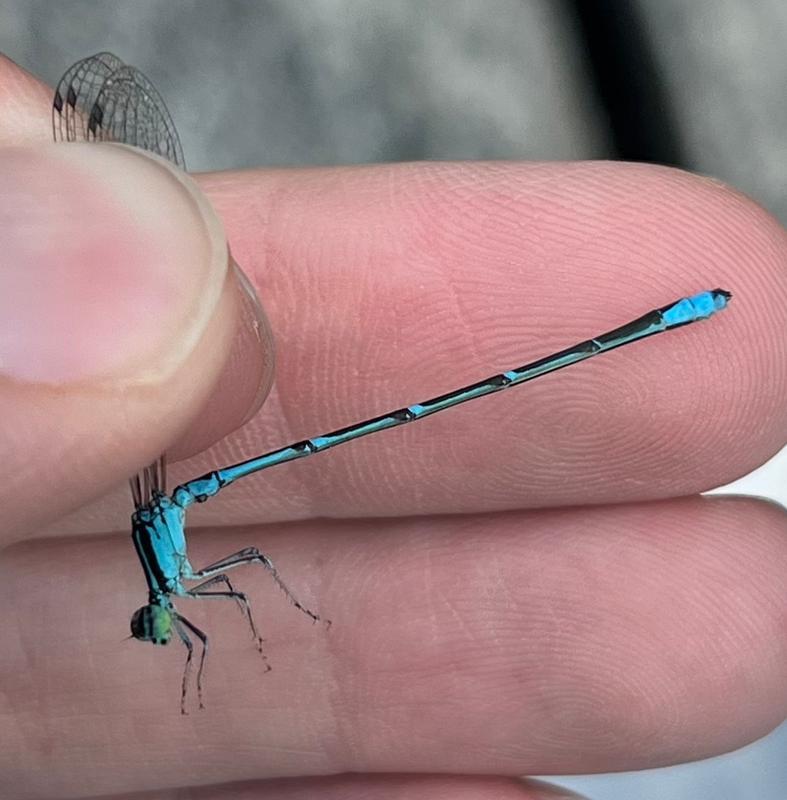 Photo of Stream Bluet