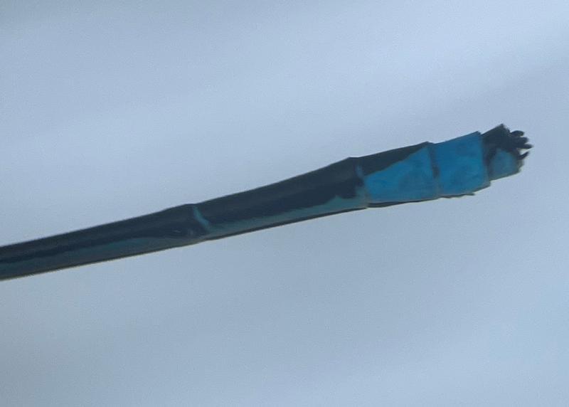 Photo of Stream Bluet