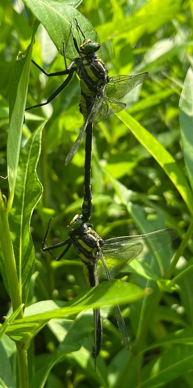 Photo of Dragonhunter