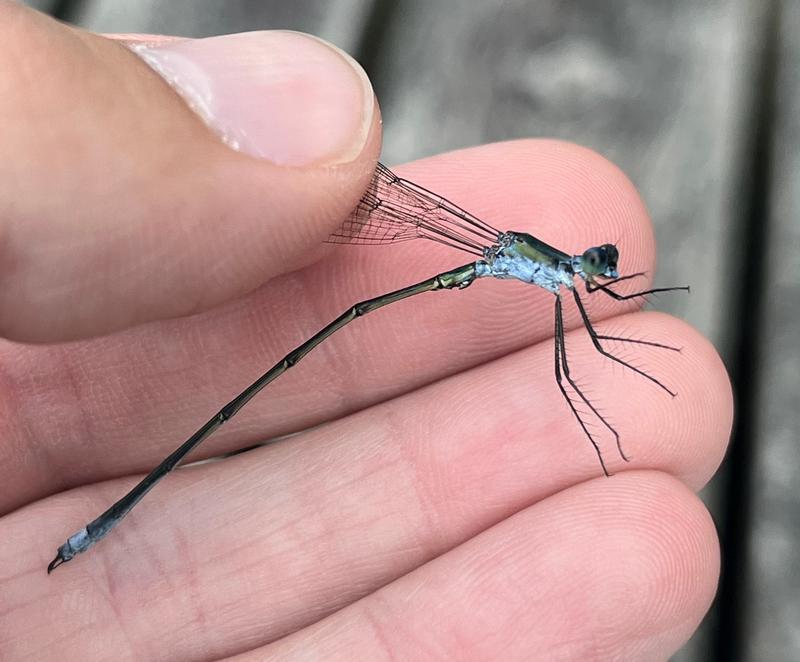 Photo of Swamp Spreadwing