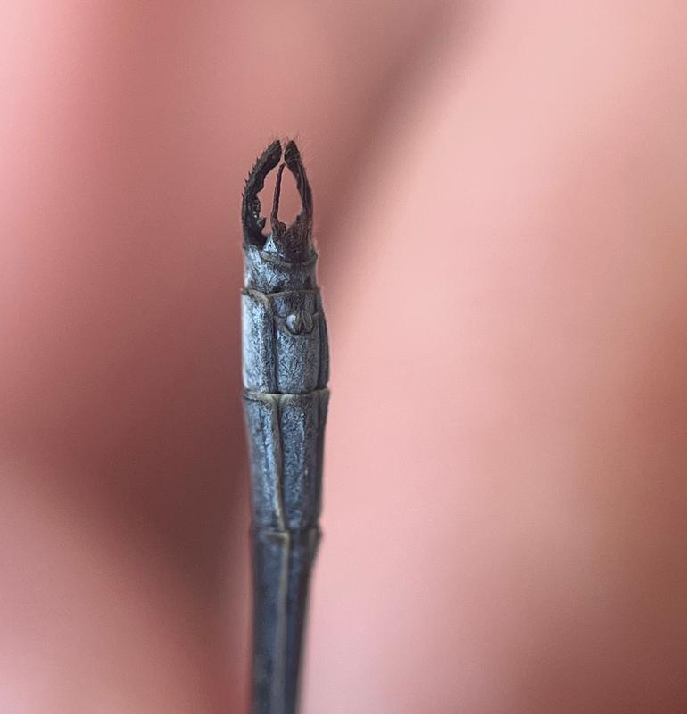 Photo of Swamp Spreadwing