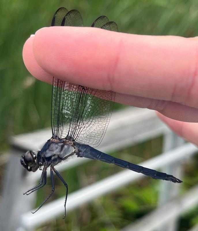 Photo of Slaty Skimmer